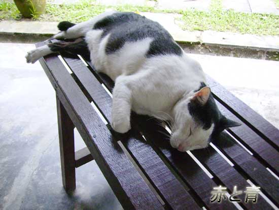マレーシアの猫.jpg