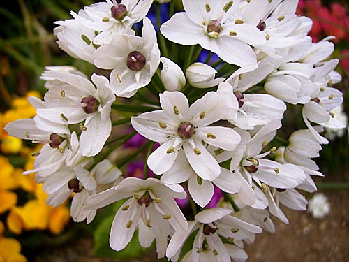 白い花2010.jpg