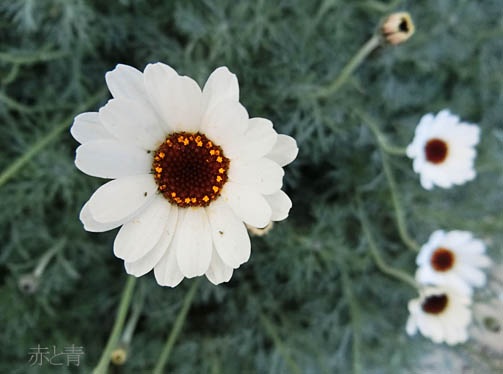 白い花１_edited-1.jpg