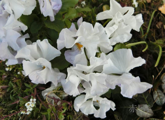白い花３.jpg