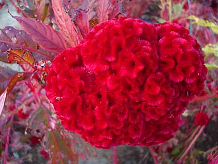 紅い花０９１.jpg