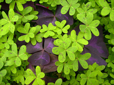 緑の葉、紫の葉.jpg