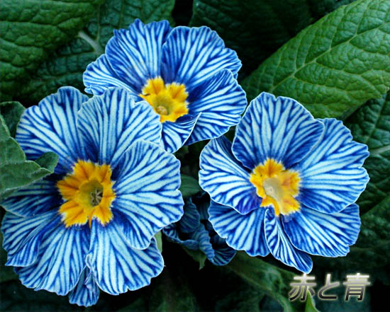 青い花.jpg