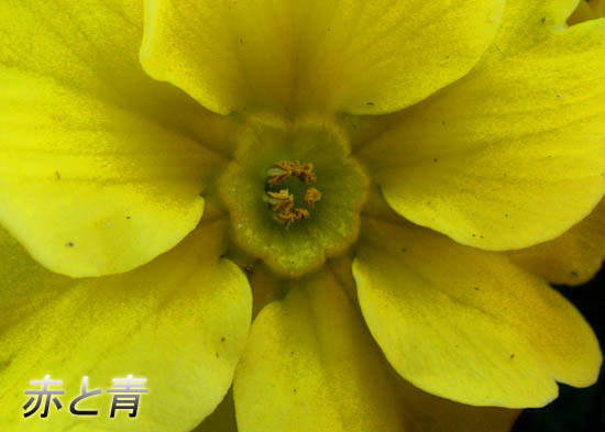 黄色い花.jpg