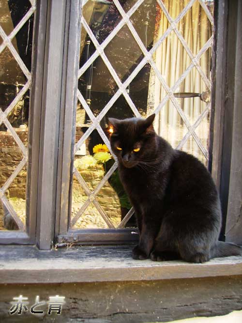 黒い猫.jpg